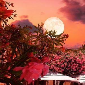 Meet your Posher, Adam